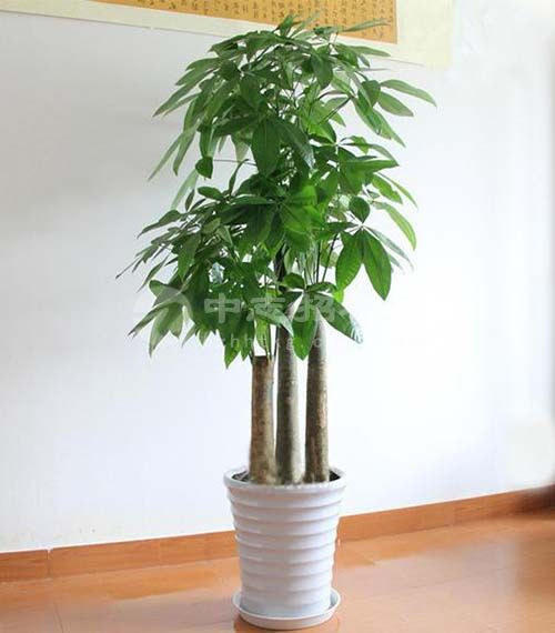 辦公樓擺什么綠植旺風水 發財樹