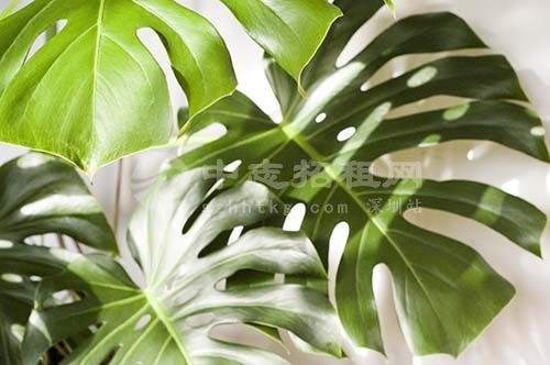辦公樓擺什么綠植旺風水 龜背竹